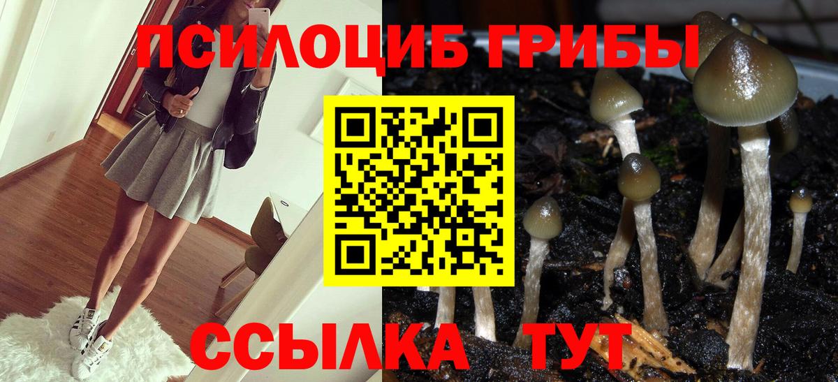 Псилоцибиновые грибы мицелий Вологда